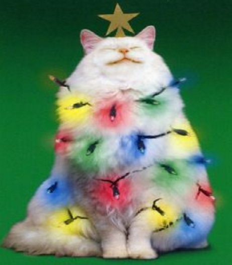 Top 10 Cats Helping to Put Up The Christmas Lights