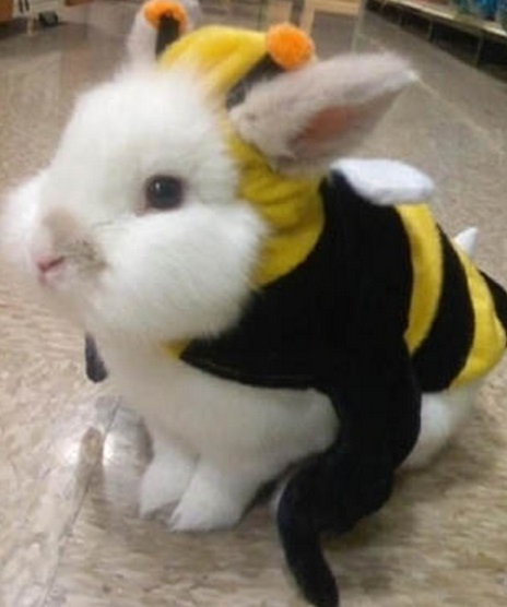 Top 10 Buzzing Animals Dressed as Bees