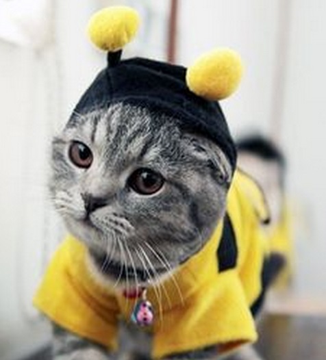 Top 10 Buzzing Animals Dressed as Bees