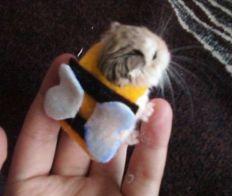 Top 10 Buzzing Animals Dressed as Bees