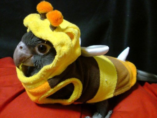 Top 10 Buzzing Animals Dressed as Bees