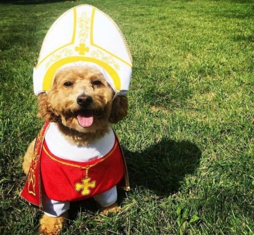 Top 10 Crazy Catholic Pope Dogs