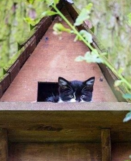 Top 10 Unusual Animals Inside Bird Houses