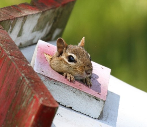 Top 10 Unusual Animals Inside Bird Houses