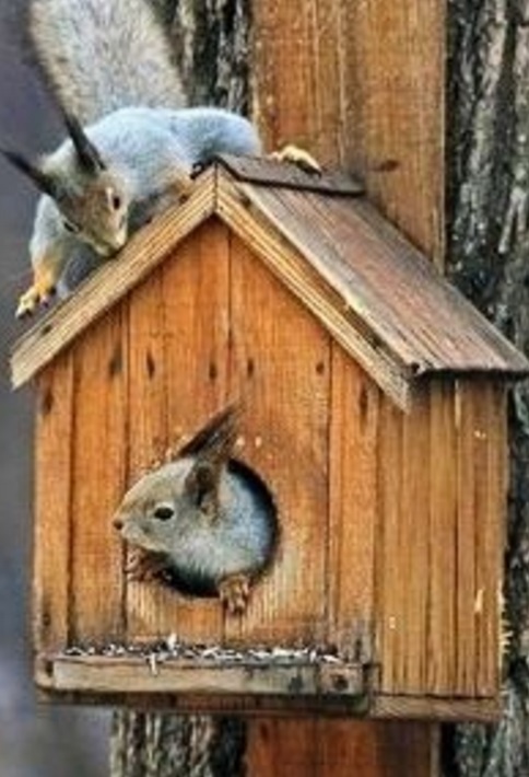 Top 10 Unusual Animals Inside Bird Houses