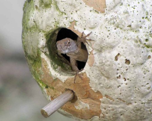 Top 10 Unusual Animals Inside Bird Houses