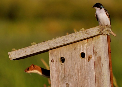 Top 10 Unusual Animals Inside Bird Houses