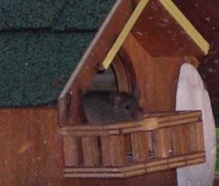 Top 10 Unusual Animals Inside Bird Houses