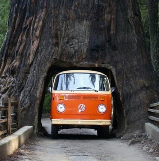 Top 10 Amazing Tunnels Through Trees