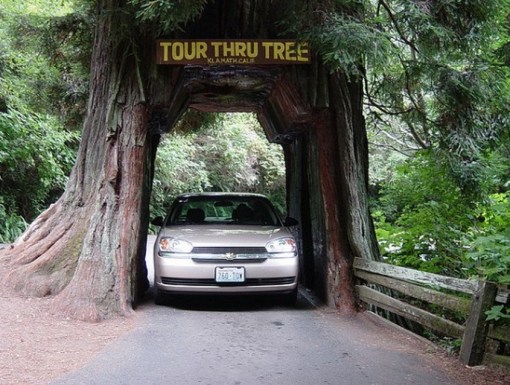 Top 10 Amazing Tunnels Through Trees