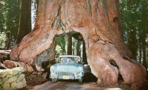 Top 10 Amazing Tunnels Through Trees