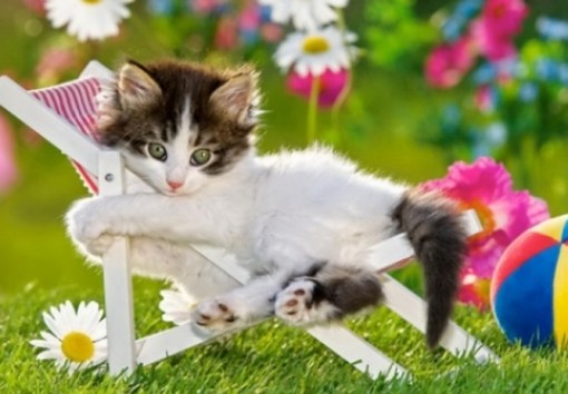 Top 10 Summer Cats Relaxing In Deckchairs