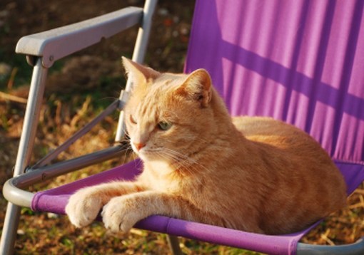 Top 10 Summer Cats Relaxing In Deckchairs