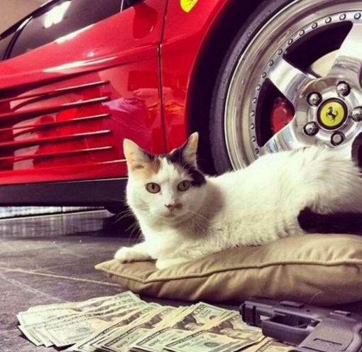 Top 10 Pictures of Thug Life Gangster Cats