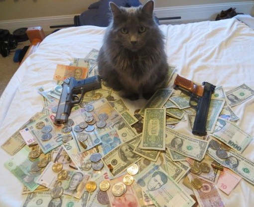 Top 10 Pictures of Thug Life Gangster Cats