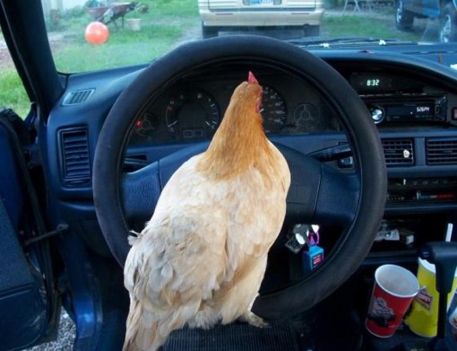 Top 10 Learner Animals Driving Cars