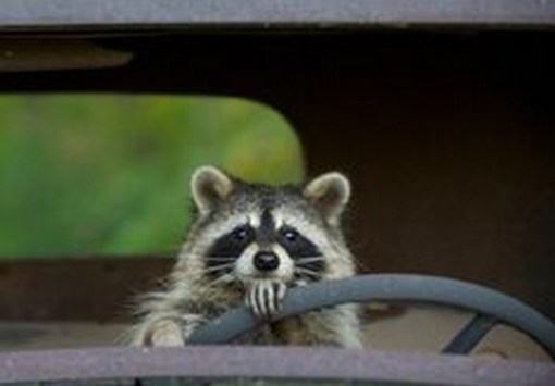 Top 10 Learner Animals Driving Cars