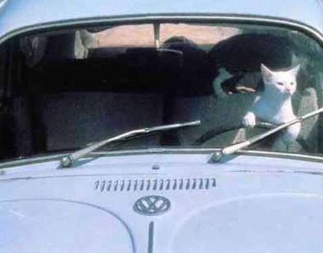 Top 10 Learner Animals Driving Cars