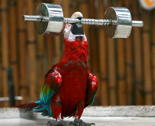 Top 10 Super Fit Weightlifting Animals