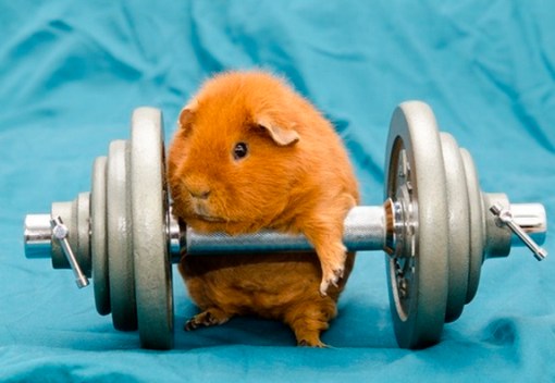 Top 10 Super Fit Weightlifting Animals