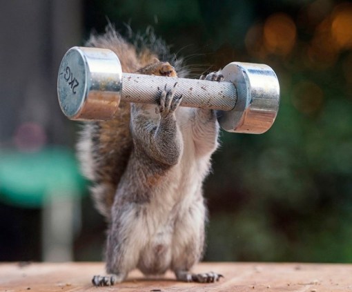 Top 10 Super Fit Weightlifting Animals