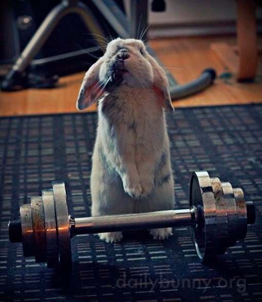 Top 10 Super Fit Weightlifting Animals