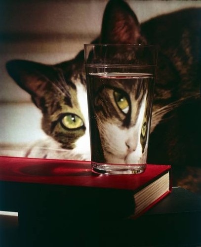 Top 10 Reflective Cats in Reflections