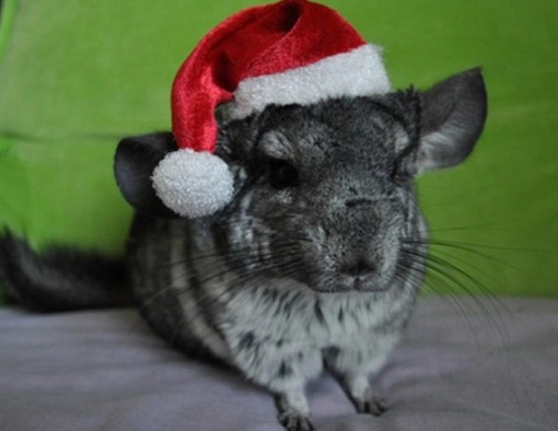 Top 10 Rodents Dressed As Santa