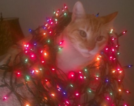 Top 10 Cats Helping to Put Up The Christmas Lights