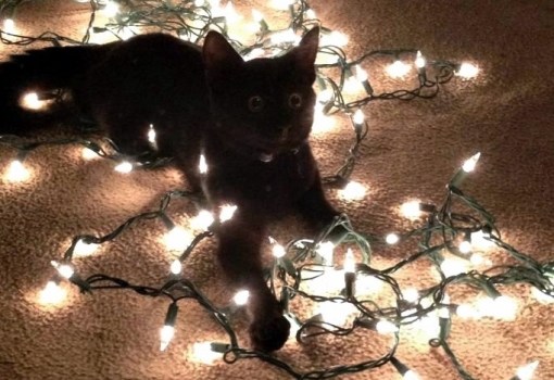 Top 10 Cats Helping to Put Up The Christmas Lights