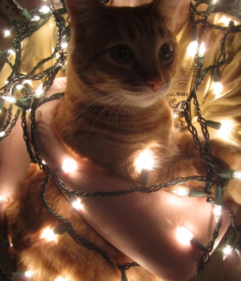 Top 10 Cats Helping to Put Up The Christmas Lights