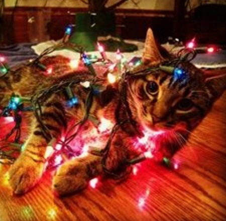 Top 10 Cats Helping to Put Up The Christmas Lights