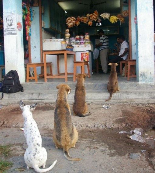 Top 10 Very Patient Dogs Waiting In Lines And Queues