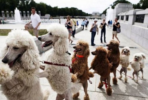 Top 10 Very Patient Dogs Waiting In Lines And Queues