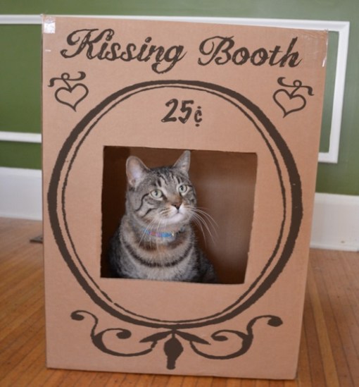 Top 10 Super Smoochy Kissing Booth Cats