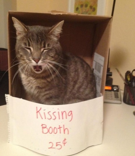 Top 10 Super Smoochy Kissing Booth Cats