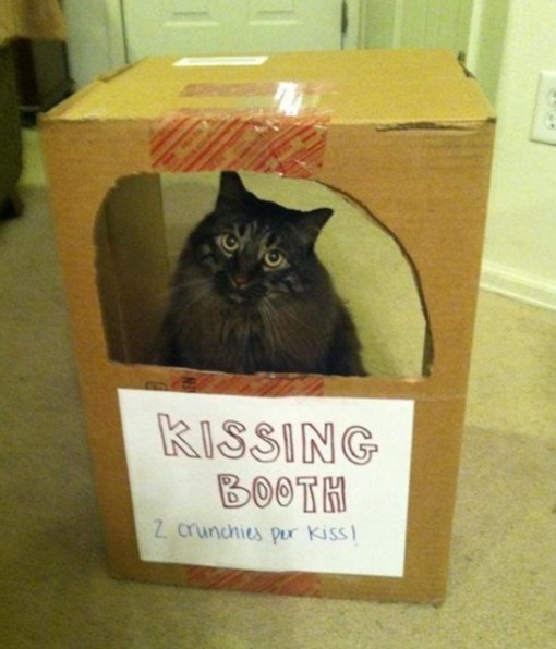 Top 10 Super Smoochy Kissing Booth Cats