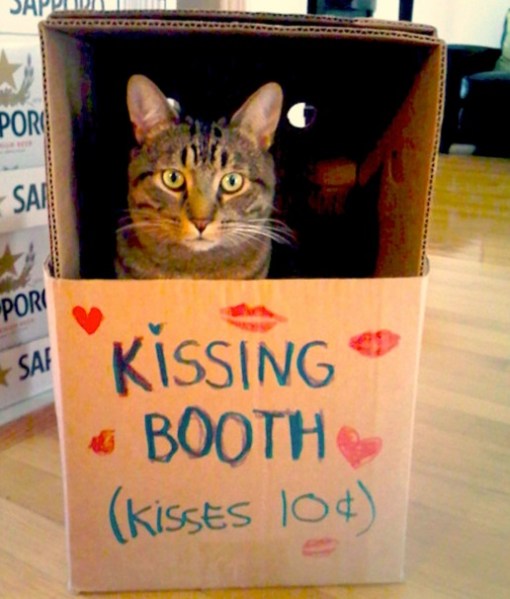 Top 10 Super Smoochy Kissing Booth Cats