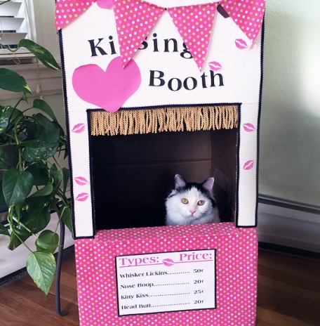 Top 10 Super Smoochy Kissing Booth Cats