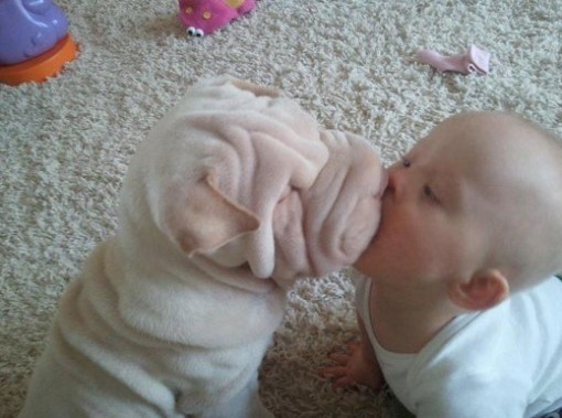 Top 10 Pictures Of Babies Kissing Animals