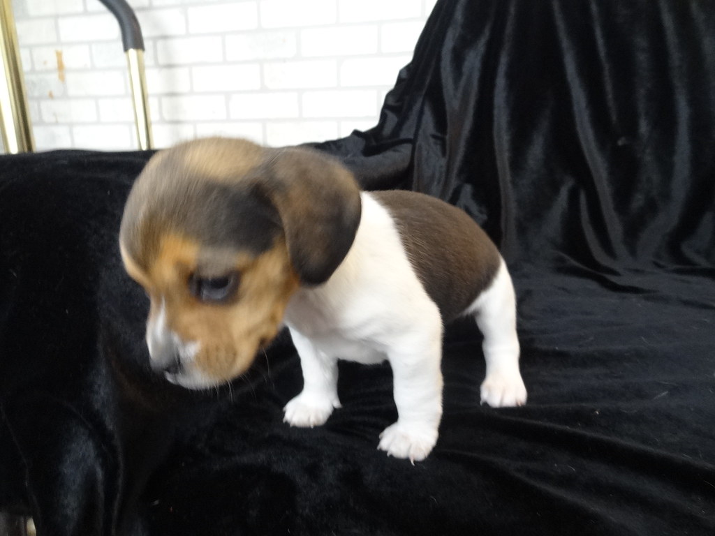 purebred puppies for sale