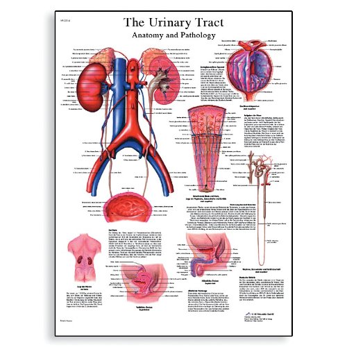 MALE URINARY TRACT INFECTION SYMPTOMS