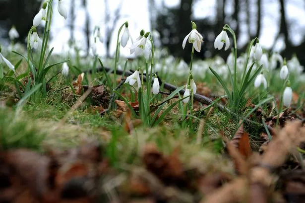 Snowdrop Sunday at Gisborough Priory in the woodland gardens