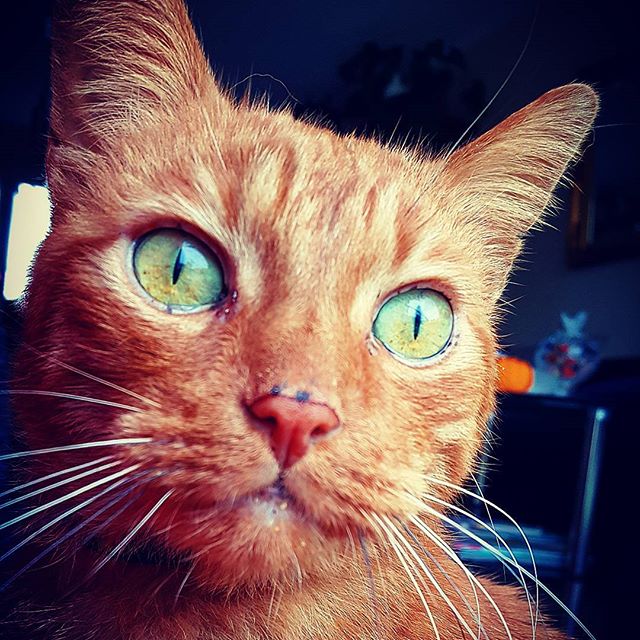  #lifeofcats – instagram
