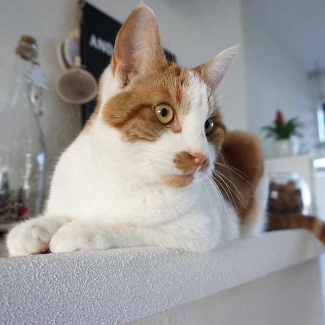  #lifeofcats – instagram