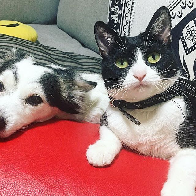  #lovecats – instagram