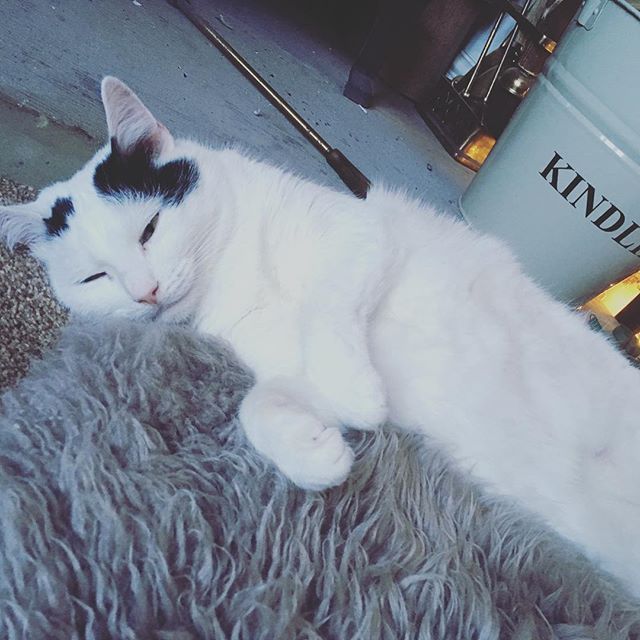  #lovecats – instagram