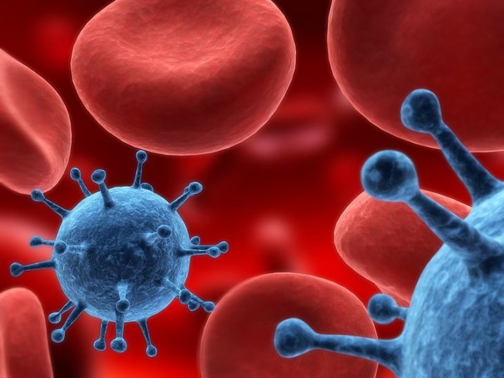 Glóbulos rojos | Foto: Wikimedia Commons