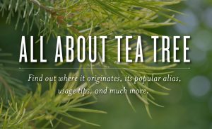 All About Tea Tree Essential Oil