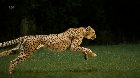 🔥 How a Cheetah Runs [x-post /r/WatchAndLearn]